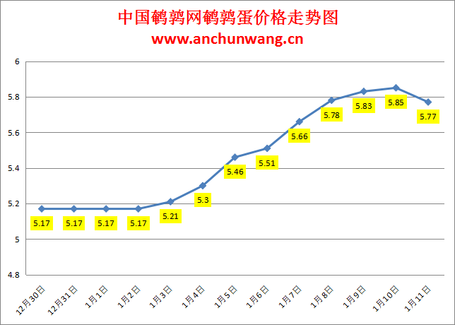 2024.1.11中国鹌鹑网全国鹌鹑蛋价格报价