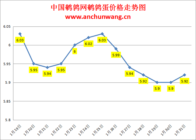 2024.1.31中国鹌鹑网全国鹌鹑蛋价格报价