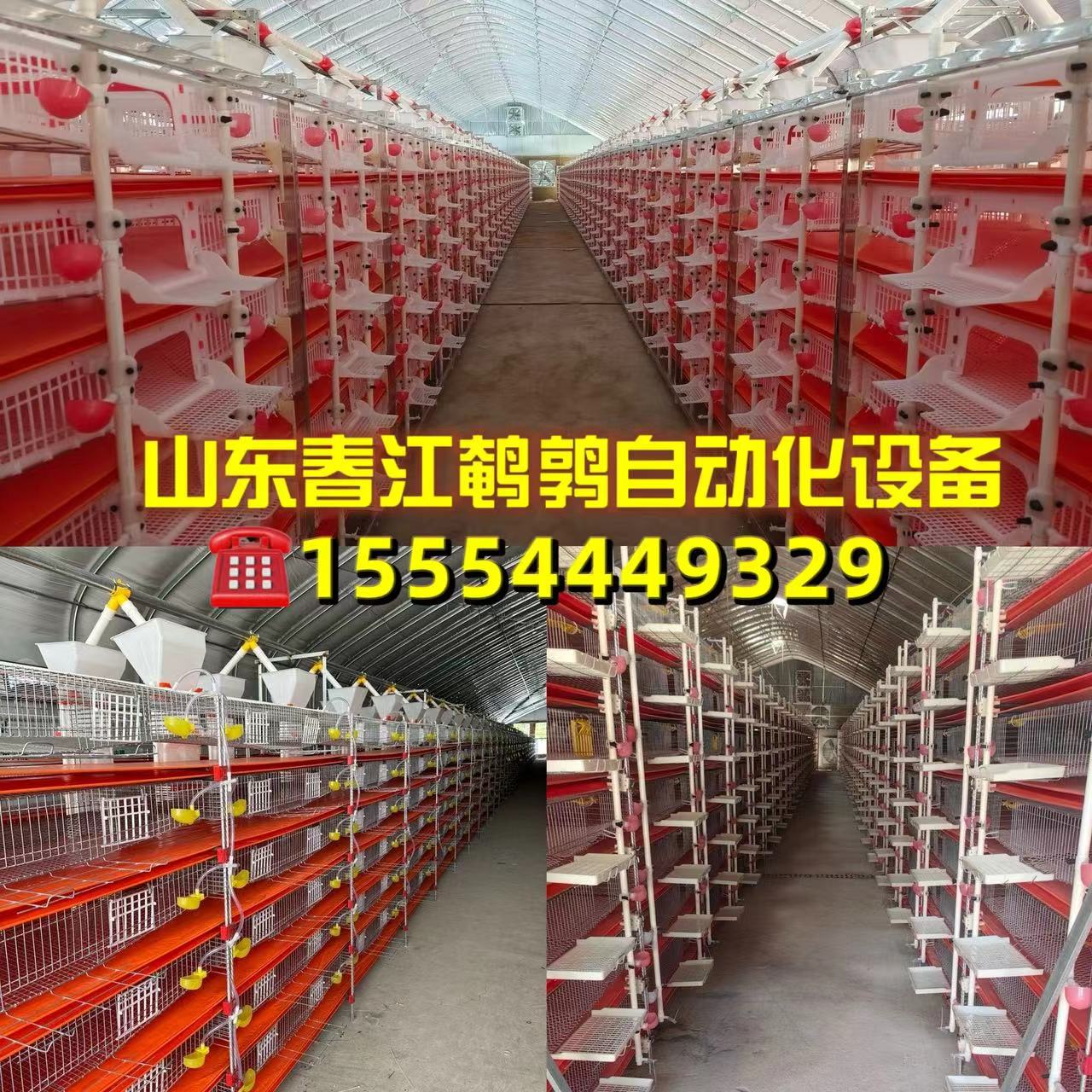 山东春江鹌鹑自动化设备