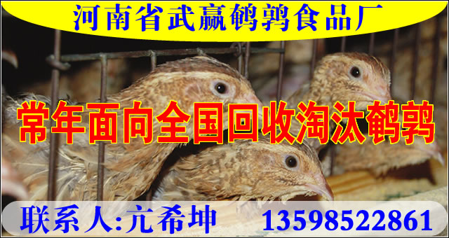 回收淘汰鹌鹑.jpg
